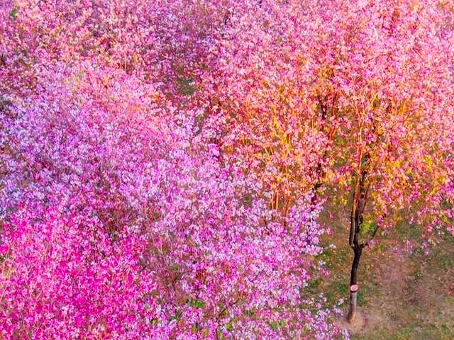宮粉紫荊