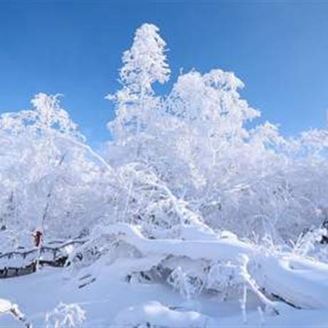 【冬遇雪鄉(xiāng)】冰城哈爾濱、第一雪嶺虎峰嶺、亞布力滑雪、中國(guó)童話雪鄉(xiāng)雙飛6日游北歐圣誕小鎮(zhèn)、馴鹿部落