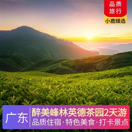 醉美峰林英德茶園2天游<深圳出發(fā)>英德市區(qū)公寓酒店，尋味《英紅茶香宴》