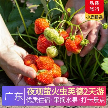 夜觀螢火蟲英德2天游<深圳出發>入住全新酒店-積慶里·仙湖酒店，行攝萬畝茶園